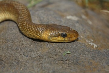 Aesculapian snake (Zamenis longissimus), Balaton Uplands National Park, Lake Balaton, Hungary, Europe