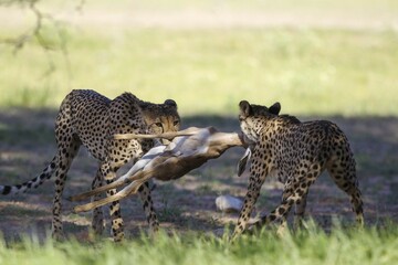 Cheetahs (Acinonyx jubatus), female and her subadult female cub struggle with the carcass of a springbok (Antidorcas marsupialis) lamb, Kalahari Desert, Kgalagadi Transfrontier Park, South Africa, Africa