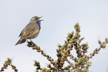 Bluethroat (Luscinia svecica), singing, on branch, Texel, province of North Holland, The Netherlands, Europe