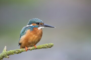 Eurasian kingfisher (Alcedo atthia), male sitting on branch, Hesse, Germany, Europe