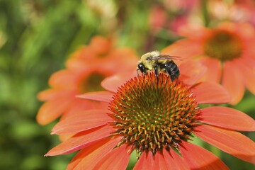 Bumblebee (Bombus) foraging for nectar on an orange Echinacea, Sombrero Adobe Orange, Coneflower in summer, Montreal, Quebec, Canada, North America