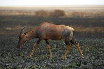 Topi (Damaliscus jimela), antelope traversing the savannah after a fire, Serengeti National Park, Tanzania, Africa