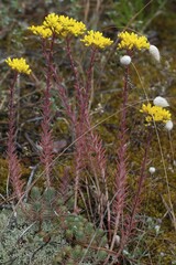 Obraz premium Petite stonecrop (Sedum rupestre subsp. Forsterianum) Vandee, France, Europe