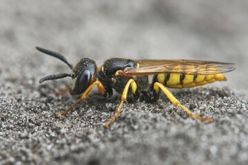 European beewolf (Philanthus triangulum), Emsland, Lower Saxony, Germany, Europe