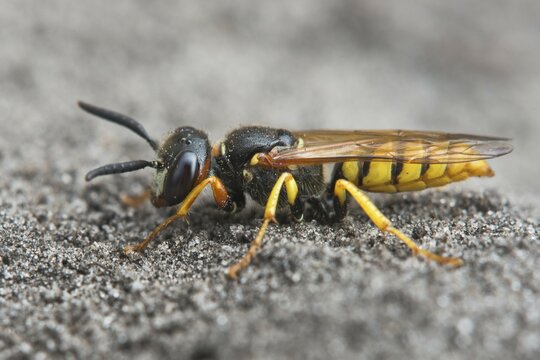 European beewolf (Philanthus triangulum), Emsland, Lower Saxony, Germany, Europe