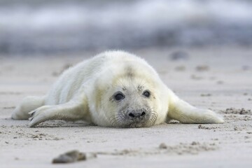 Newborn gray seal (Halichoerus grypus) lying on the beach, Heligoland, Schleswig-Holstein, Germany, Europe © Erhard Nerger/imageBROKER