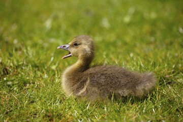 Greylag goose (Anser anser), chick sitting in meadow, Schleswig-Holstein, Germany, Europe
