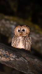 Small Tawny Owl perched on a branch