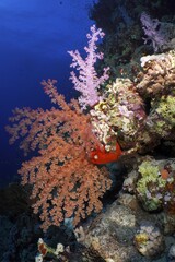 Hemprich's tree coral (Dendronephthya hemprichi), various colours, St. Johns reef dive site, Red Sea, Egypt, Africa © Rolf von Riedmatten/imageBROKER