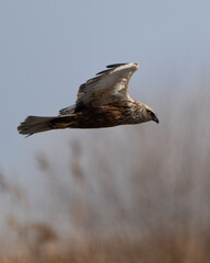 western marsh harrier in flight