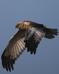 western marsh harrier in flight