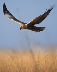 western marsh harrier hunting over reeds