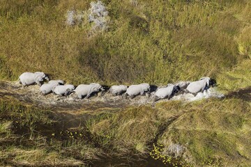 African Elephants (Loxodonta africana), breeding herd, roaming in a freshwater marsh, aerial view,...