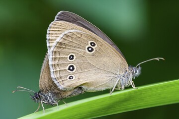 Ringlets (Aphantopus hyperantus), copulation, Hesse, Germany, Europe