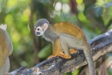 Squirrel Monkey (Saimiri sciureus), Amazonas State, Brazil, South America