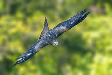 Red kite (Milvus milvus) flying, Germany, Europe