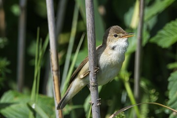 Reed warbler (Acrocephalus scirpaceus) singing on a reed stalk, Baden-Württemberg, Germany, Europe