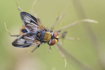 Phasia aurigera (Phasia aurigera), Hesse, Germany, Europe