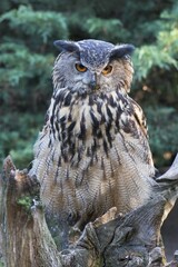 Eurasian eagle-owl (Bubo bubo), Emsland, Lower Saxony, Germany, Europe