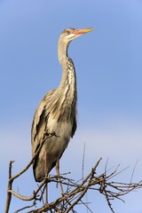 Grey Heron (Ardea cinerea) on tree, Stes Maries de la mer, Camargue, Southern France, France, Europe