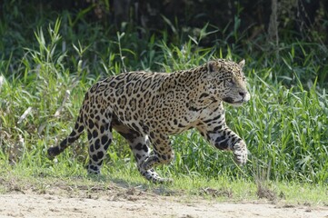 Male Jaguar (Panthera onca) running and chasing, Cuiaba river, Pantanal, Mato Grosso, Brazil, South America