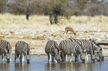 Obraz premium Burchell's zebras (Equus quagga burchellii) drinking at waterhole, grazing Black-faced Impalas (Aepyceros melampus petersi) behind, Etosha National Park, Namibia, Africa