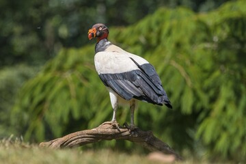 King vulture (Sarcoramphus papa), Costa Rica, Central America