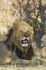 Lion (Panthera leo), resting male, Savuti, Chobe National Park, Botswana, Africa
