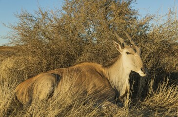 Eland (Taurotragus oryx), resting female in grassland, Kalahari Desert, Namibia, Africa