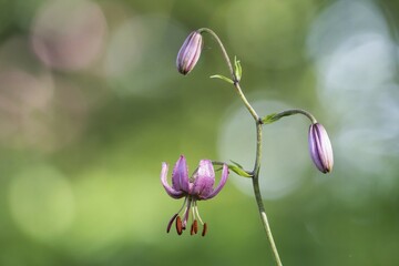 Martagon lily (Lilium martagon), Hesse, Germany, Europe