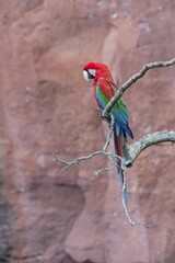 Green-winged Macaw or Red-and-green Macaw (Ara chloropterus), perched on branch, Buraco das Araras, Mato Grosso do Sul, Brazil, South America