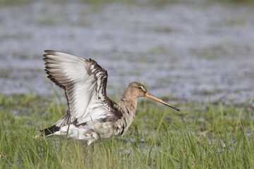 Black-tailed godwit (Limosa limosa) with flapping wings, Texel, The Netherlands, Europe