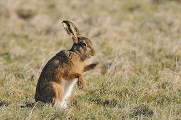 Sitting Hare (Lepus europaeus) raising a paw, North Rhine-Westphalia, Germany, Europe