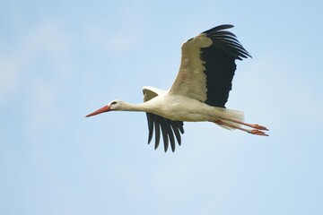White stork (Ciconia ciconia) in flight, North Rhine-Westphalia, Germany, Europe
