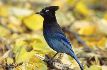 Steller's Jay (Cyanocitta stelleri), British Columbia, Canada, North America