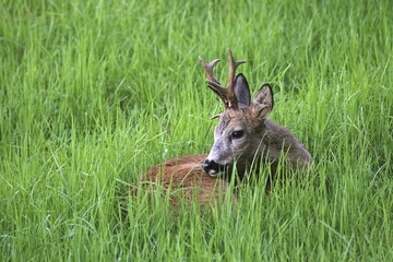 Roebuck (Capreolus capreolus), wire loop in antler, lying in the grass, Lower Austria, Austria, Europe