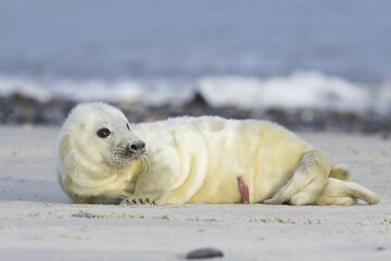 Newborn gray seal (Halichoerus grypus) with umbilical cord, lying on the beach, Heligoland, Schleswig-Holstein, Germany, Europe © Erhard Nerger/imageBROKER