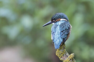 Common kingfisher (Alcedo atthis), male, sitting on branch, Hesse, Germany, Europe