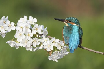Kingfisher (Alcedo atthis), male sitting on a flowering branch, wild cherry (Prunus avium), Hesse, Germany, Europe