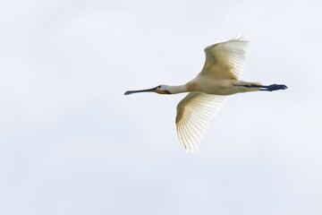 Common spoonbill (Platalea leucorodia) in flight, Texel, North Holland, Netherlands