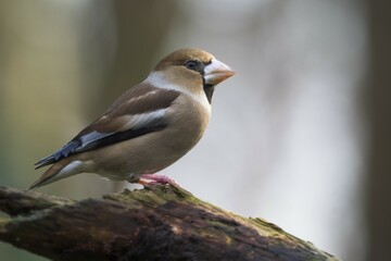 Hawfinch (Coccothraustes coccothraustes), female sitting on branch, Emsland, Lower Saxony, Germany, Europe