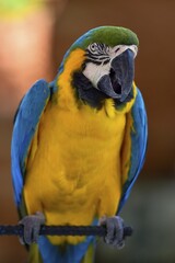 Blue and yellow macaw (Ara ararauna) sits on bar, captive