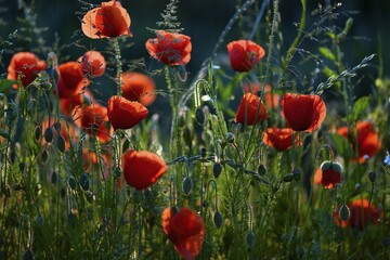 Obraz premium Flowering Poppies (Papaver rhoeas), North Rhine-Westphalia, Germany, Europe