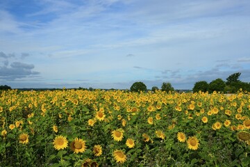 Sunflower field (Helianthus annuus), North Rhine-Westphalia, Germany, Europe