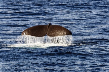 tail fin of a sperm whale (Physeter catodon or Physeter macrocephalus), Andenes, Andøya, Vesteralen, Norway, Europe