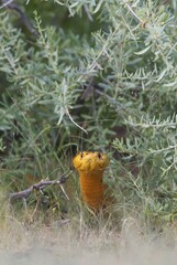 Cape Cobra (Naja nivea), during the rainy season in green surroundings, bushland, Kalahari Desert, Kgalagadi Transfrontier Park, South Africa, Africa