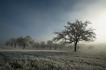 Hoar frost covered grass and apple trees on a foggy morning, Baden-Württemberg, Germany, Europe