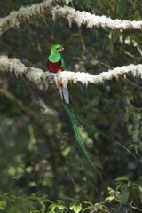 Resplendent quetzal (Pharomachrus mocinno) sitting on mossy branch, Los Quetzales National Park, province of San Jose, Costa Rica, Central America