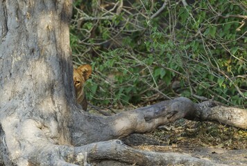 Lion (Panthera leo), female under shade of tree, observing surroundings, Chobe National Park,...