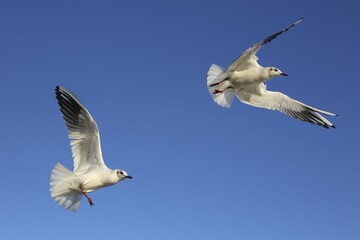 Black-headed gulls (Chroicocephalus ridibundus) in flight, blue sky, Kemnade, North Rhine-Westphalia, Germany, Europe